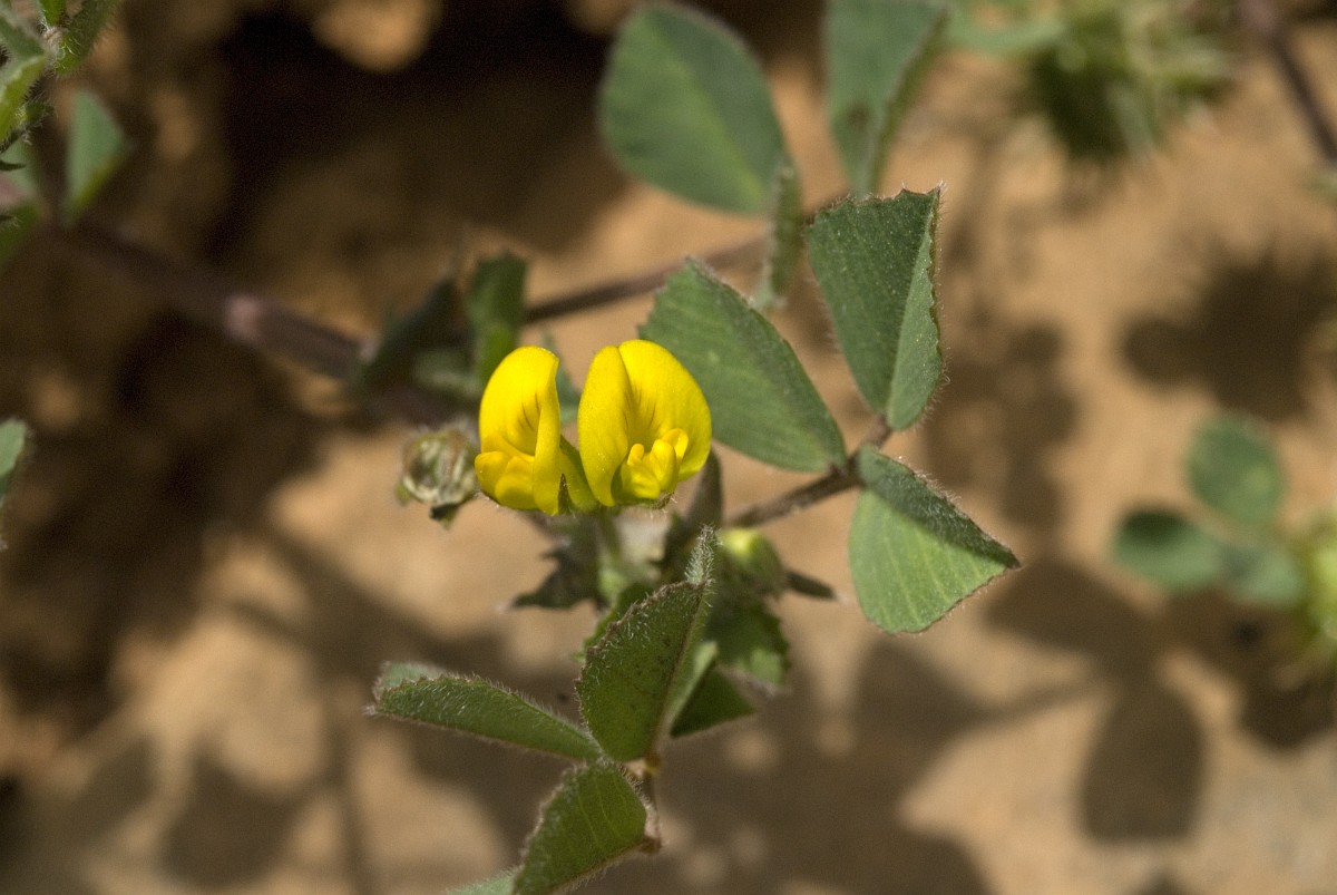 Medicago truncatula